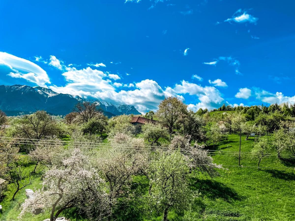 Transylvania Mountain View Cdi Bran  Exteriör bild